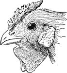 A head of the rose comb chicken. The crest on top of the chicken has a distinctive wrinkled feature.