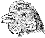 An illustration showing the pea comb chicken. The chicken's breed name comes form the comb, or the crest on the head, shaped like a pea pod.