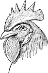 A head of a single comb chicken. The chicken's comb is smooth and standing on the head. The absence of the rose and pea comb allele causes the chicken to have a single comb.