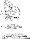 A sequenced illustration of the cabbage butterfly undergoing metamorphosis. The butterfly starts out as a caterpillar (bottom), then forms pupa to develop wings to become a butterfly.