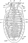A circulatory and nervous system of Sphaerotherium obtusum, a South African millipede.