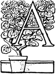 An illustration of the letter A and a potted plant.
