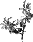 An illustration of crab apples growing on a tree branch.