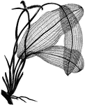 An illustration of a Lace-Leaf plant also known as a Lattice Leaf or Lace Plant. The Lace-Leaf plant is an aquatic plant with oblong leaf blades measuring up to 65 cm. The leaves of the plant lay beneath the water and are purely skeletal, with not tissue. The flowers grow above the water's surface.