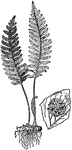 A Common Polypody, or Polypodium vulgare, leaf and root. The fern is commonly found on walls, river banks, and trees. On the leaf, the common polypody will develop a few spots, called sori, over time.