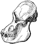 An illustration of an adult male orangutan viewed from the side. The orbit part of the skull is more rounded than humans. The cranium, top part of the skull, and the mouth area are elongated compared to humans.