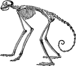 "In the other forms the number (vertebrae) varies between twenty and thirty three, the latter being spider monkeys. The proportion in the spider monkeys of the genus Ateles, almost three to one; in the other longest&mdash;tailed genera it is rarely so large as two to one." &mdash;Encyclopaedia Britannica, 1910