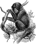 "The existing members of the family are referable to at least two genera, the one Africa and the other Asiatic. The first genus, Anthropopithecus, is typified by the West African chimpanzee, A. troglodytes, and is characterized by the absence of excessive elevation in the skull, by the fore limb not reaching more than halfway down the shin, the presence of thirteen pairs of ribs, the well developed great toe, the absence of a centrale in the carpus, and the black or grey hair." &mdash;Encyclopaedia Britannica, 1910