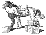A Horse used to carry heavy loads.