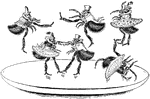 An illustration of five fleas dancing on a platform. Two fleas are dancing together as a pair and the other four fleas are flying off of the platform.