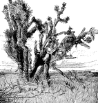 An illustration of the Yucca Palm which grows in California, Arizona, Utah, and Nevada.