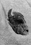 An illustration of the Hussar fish which is nest building fish which can be found in the Sea of Galilee. Hussar fish build protective nest for their young and are also known to carry their young in their mouths when they feel threatened. This Hussar is taking its young into its mouth for protection.