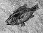 An illustration of the Hussar fish which is nest building fish which can be found in the Sea of Galilee. Hussar fish build protective nest for their young and are also known to carry their young in their mouths when they feel threatened.