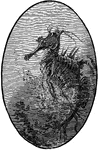 An illustration of a male sea horse with its young. Male sea horses carry the fertilized eggs and carry them for about four weeks and then releases the fry. These young are susceptible to prey and not many survive however, their survival rate is higher then most fish species.