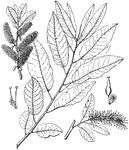 Genus varying in size from small shrubs to large trees