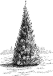 A large pine commonly seen in south Europe; features a wide crown and cultivated for seeds.