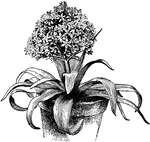 This perennial belongs to scillia; widely seen in Mediterranean regions.