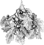437 illustrations of flowers and shrubs including: sabatia, safflower, saffron, sage, sainfoin, saltbush, sassafras, saururus, saxifrage, sedge, sesame, shad scale, shamrock, shooting star, skullcap, sloe, snakeroot, snapdragon, sneezeweed, snowberry, soapwort, sorrel, spurge, squash, St. John's wort, star of Bethlehem, starflower, stonecrop, strawberry, sumac, sundew, sundrops, and sunflower