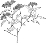 A rosaceous plant that belongs to the genus Spiraea; not edible.