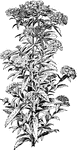 Plant used for medicinal purposes by many Native American tribes, common in many forms of tea.