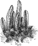 A flowering plant belonging to the Stapelia; commonly called a carrion perennial.