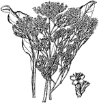 Plant belonging to the Limonium genus; similar to statice, marsh-rosemary and plumbago's.
