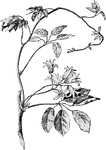 A flowering plant belonging to the Lardizabalaceae genus.