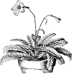 Plant belonging to the streptocarpus genus.