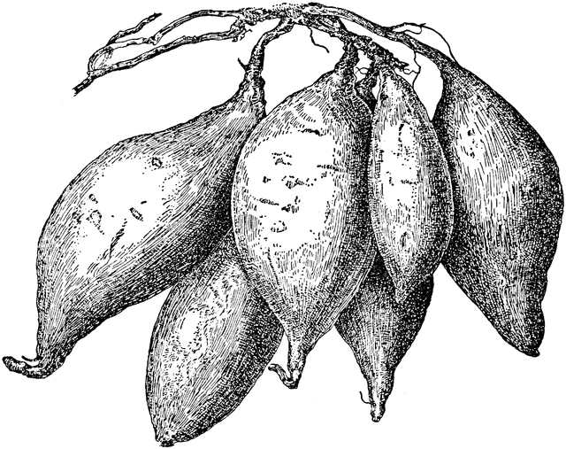 clipart of yam - photo #12