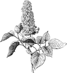 A lilac commonly found in Europe and North America.