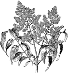 A large shrub usually bearing white flowers.