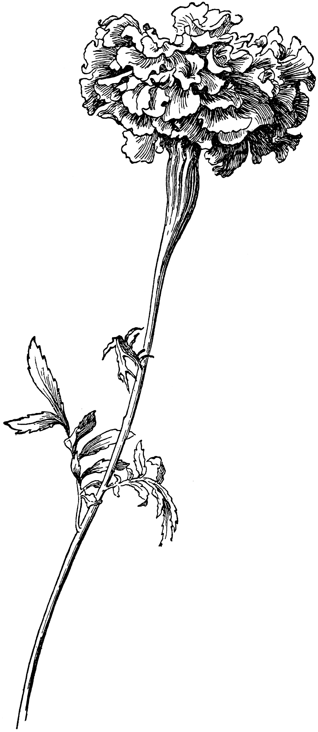 Рисунок стимуоганного цветка