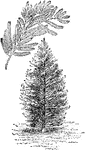 This cypress is common to southeastern parts of the US.