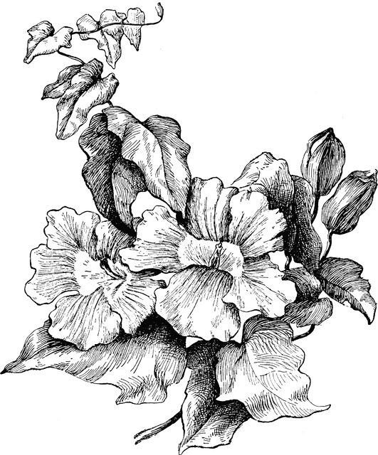 Thunbergia Grandiflora | ClipArt ETC