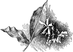 A type of flowering plant, belonging to the milkweeds.