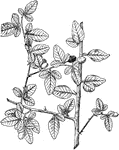 This shrub can grow in excess of six feet, featuring glossy dark leaves.