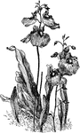 Large perennial, a carnivorous plant belonging to the Ultricularia genus.