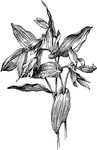 Herb belonging to the rhizomatous genus, native to the southeast US.