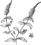 A flowering plant, belonging to the Veronica genus of the Plantaginaceae family.