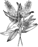 Plant belonging to the Veronica genus.