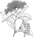 An evergreen shrub belonging to the Caprifoliaceae.