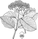 Shrub belonging to the Viburnum genus, commonly seen in the Northern Hemisphere bearing flower clusters.