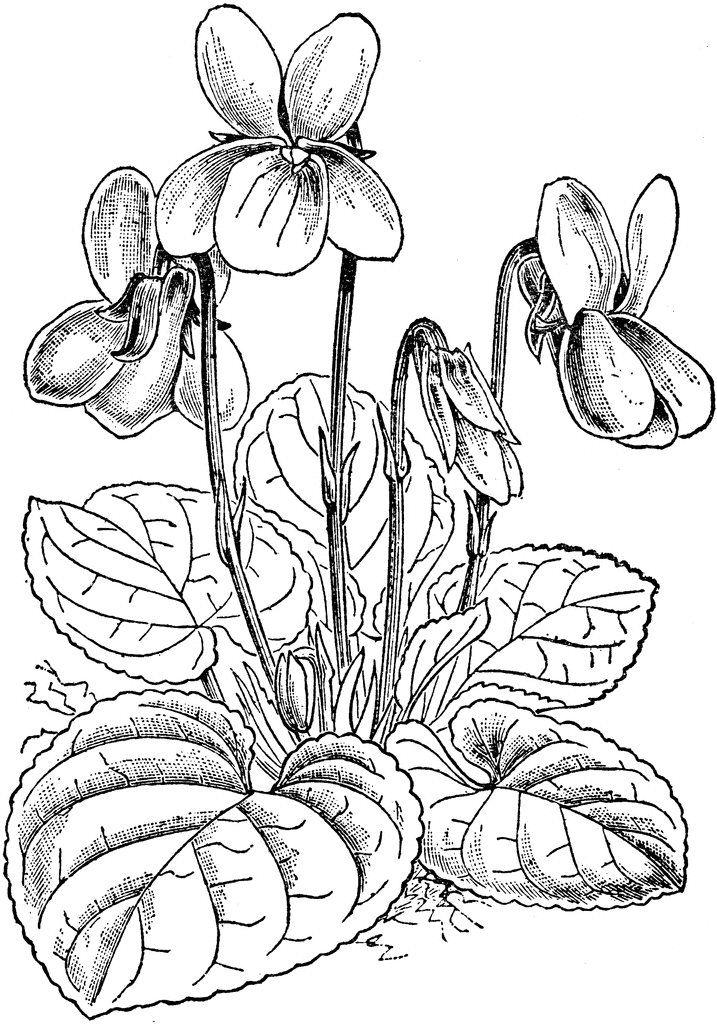 violet how drawing ETC  Viola  ClipArt Odorata