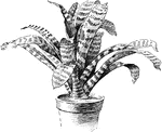 A plant belonging to the Bromeliaceae family, named after Willem Hendrik Vriese.