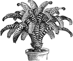 A plant species native to Brazil.