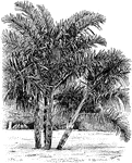 One out of seven similar species belonging to the Arecaceae family. The Disticha is commonly seen in the Himalayas and parts of China.
