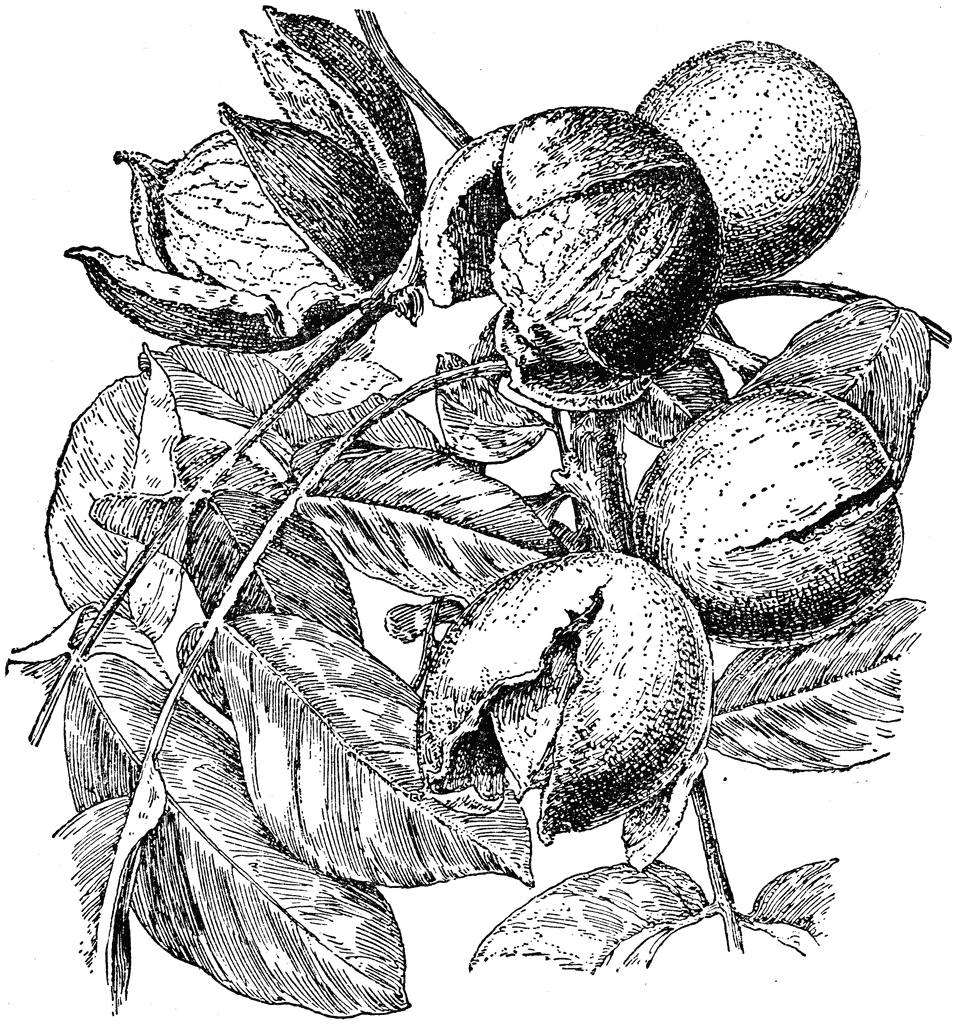 black walnut tree clip art