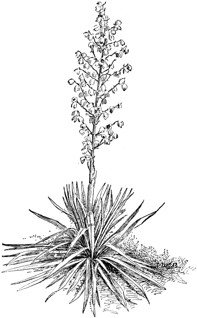 Yucca Filamentosa Clipart Etc