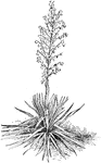 Yucca with long tough leaves, commonly used for medicinal purposes.