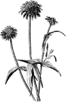 Plant species belonging to the Zinnia, a genus of over 20 species.